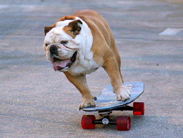 Shangrala's Skateboarding Dogs