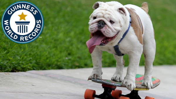 Shangrala's Skateboarding Dogs