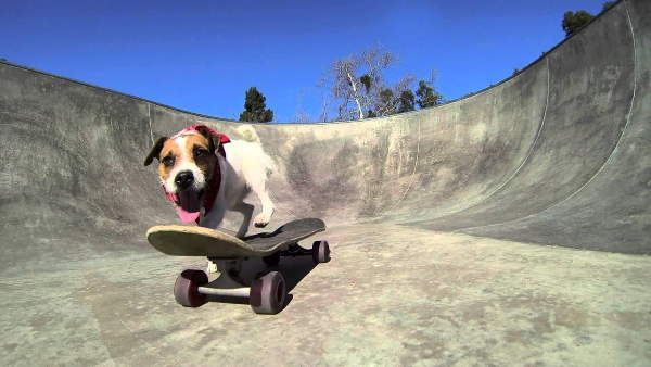 Shangrala's Skateboarding Dogs