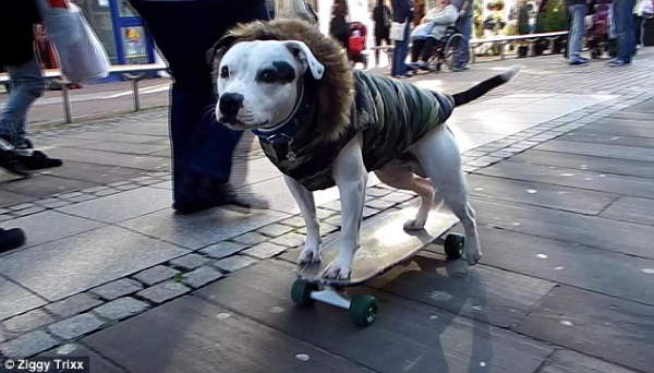 Shangrala's Skateboarding Dogs