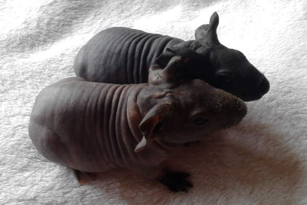 Shangrala's Skinny Pigs