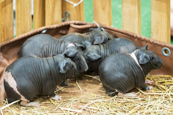 Shangrala's Skinny Pigs