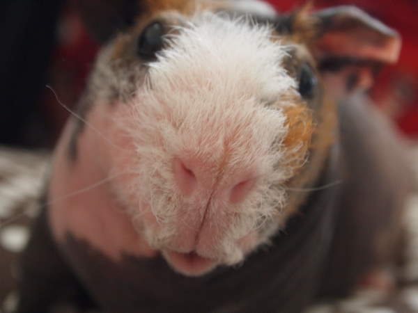 Shangrala's Skinny Pigs