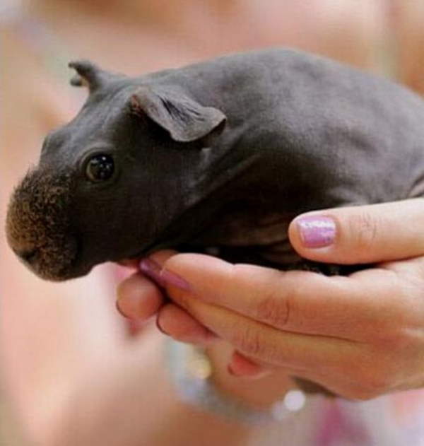 Shangrala's Skinny Pigs