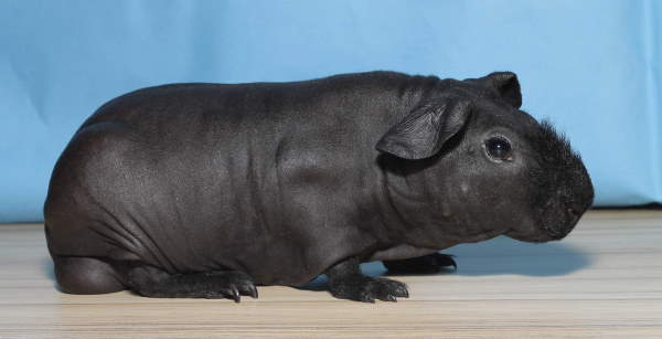 Shangrala's Skinny Pigs