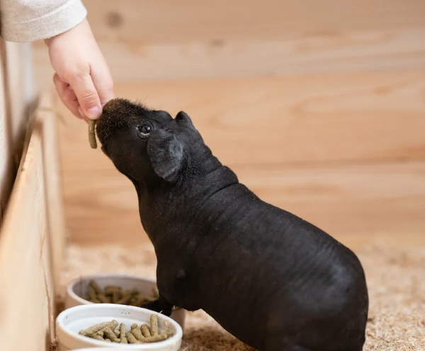 Shangrala's Skinny Pigs