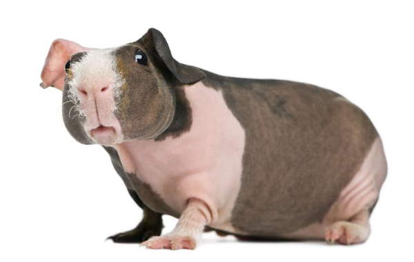 Shangrala's Skinny Pigs