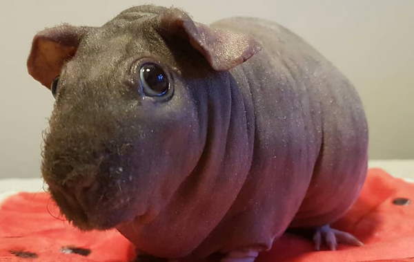 Shangrala's Skinny Pigs