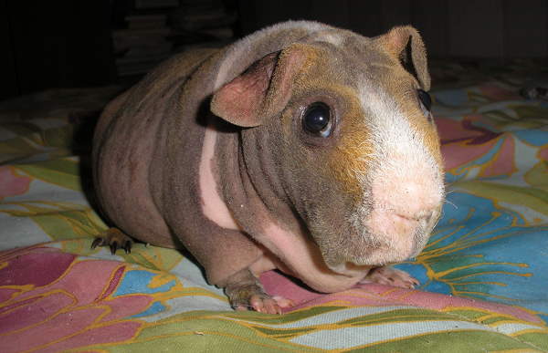 Shangrala's Skinny Pigs