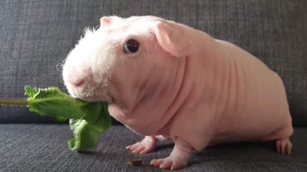 Shangrala's Skinny Pigs