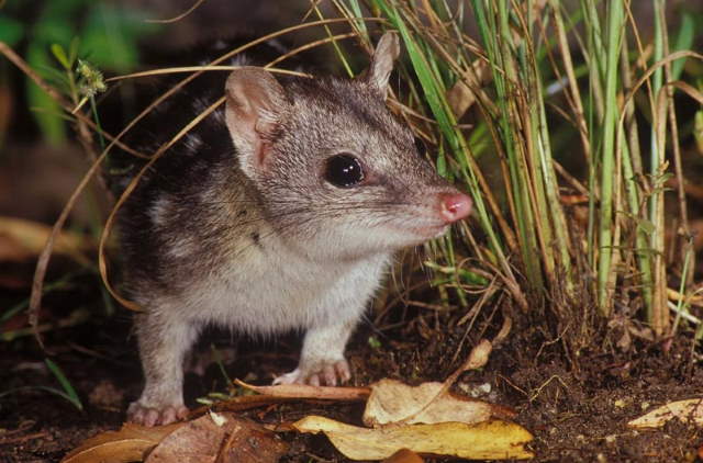 Shangrala's Spotted-Tail Quoll