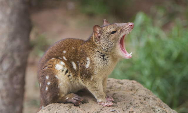 Shangrala's Spotted-Tail Quoll