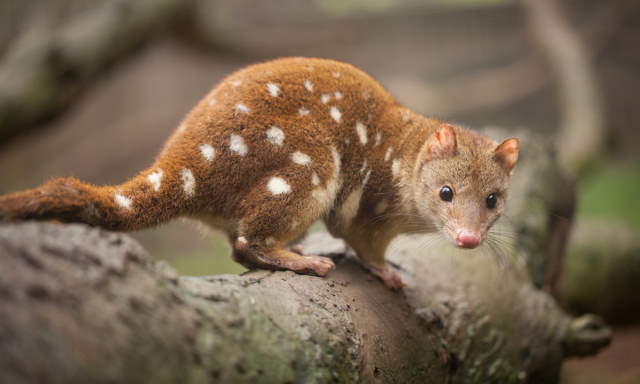 Shangrala's Spotted-Tail Quoll