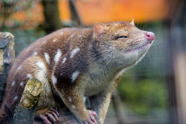 Shangrala's Spotted-Tail Quoll