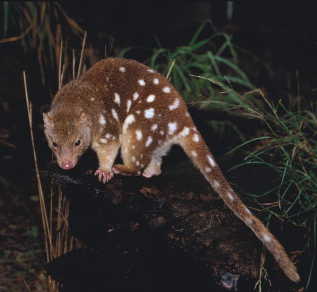 Shangrala's Spotted-Tail Quoll