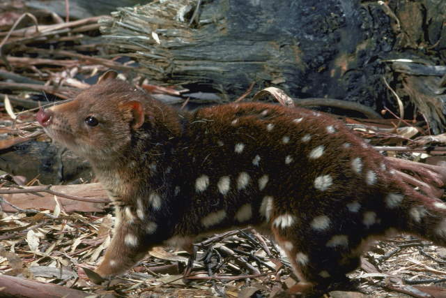 Shangrala's Spotted-Tail Quoll