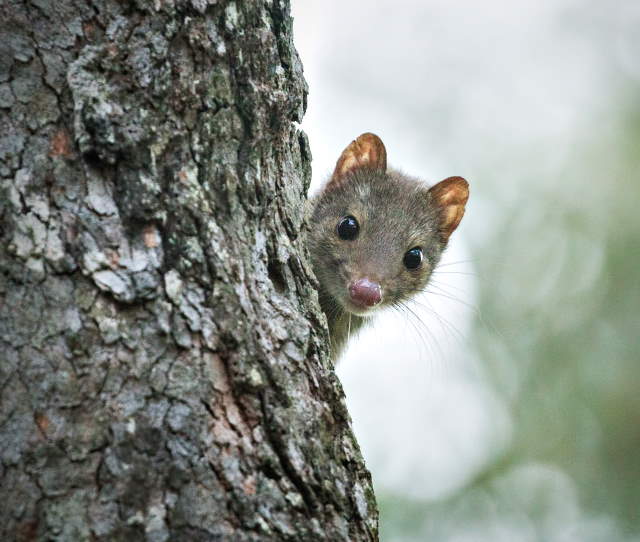 Shangrala's Spotted-Tail Quoll