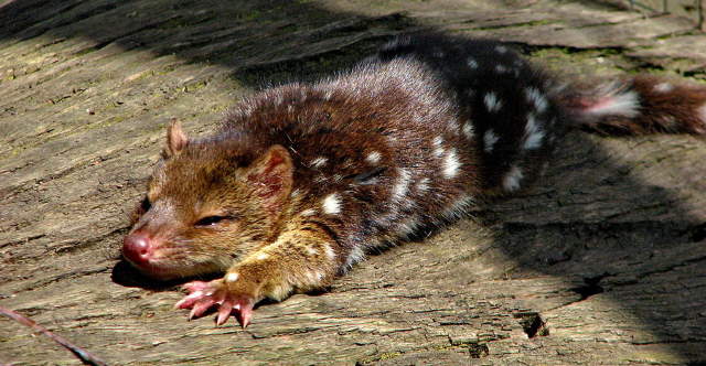 Shangrala's Spotted-Tail Quoll