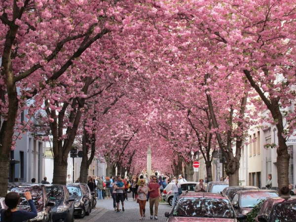 Shangrala's World's Beautiful Streets