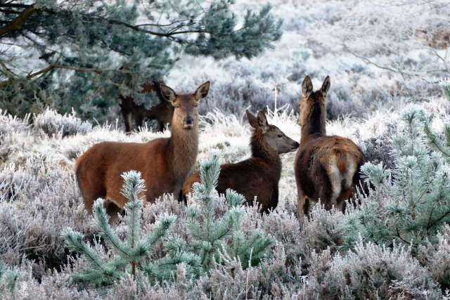 Shangrala's Winter Wildlife 3