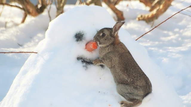 Shangrala's Winter Wildlife 3