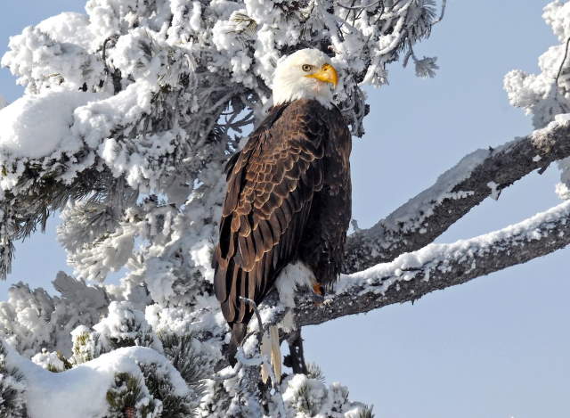 Shangrala's Winter Wildlife 3