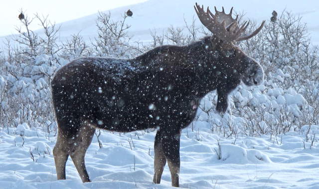 Shangrala's Winter Wildlife 3