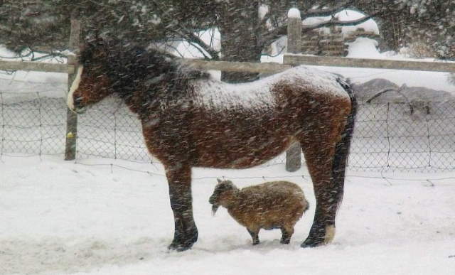 Shangrala's Winter Wildlife 3