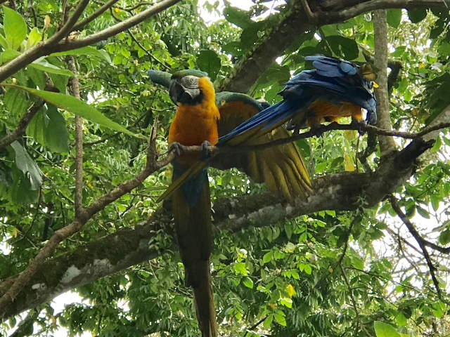 Shangrala's Wildlife In Abundance