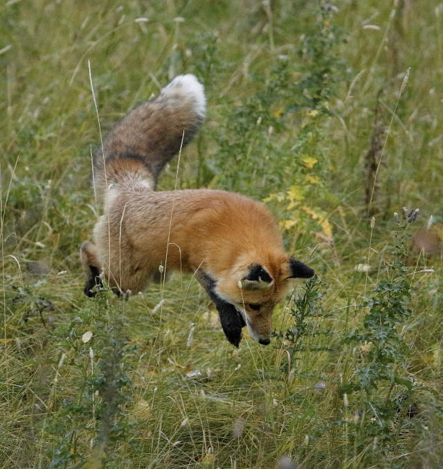 Shangrala's Wildlife In Abundance