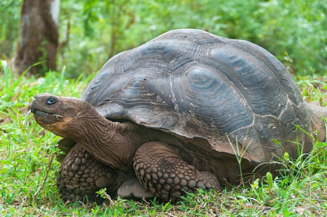 Shangrala's Wildlife In Abundance