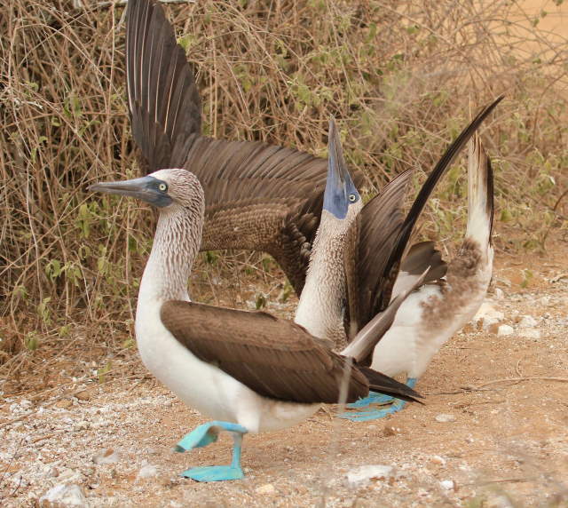 Shangrala's Wildlife In Abundance