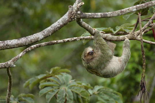 Shangrala's Wildlife In Abundance