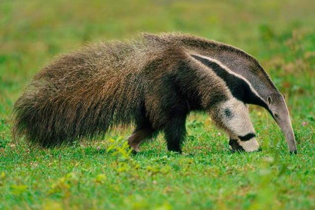 Shangrala's Wildlife In Abundance