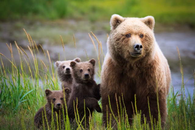 Shangrala's Wildlife In Abundance