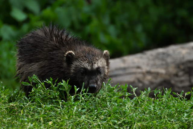 Shangrala's Wildlife In Abundance