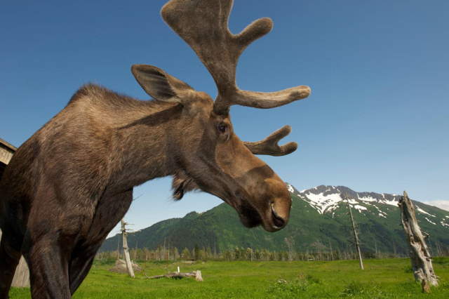 Shangrala's Wildlife In Abundance