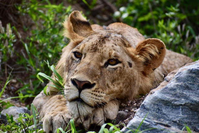 Shangrala's Wildlife In Abundance