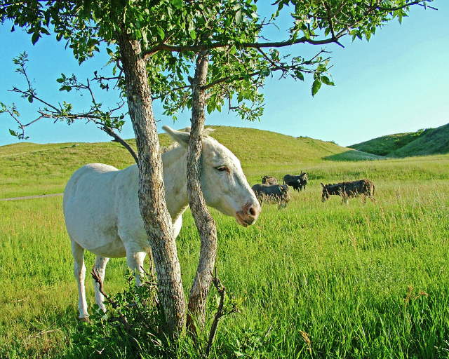 Shangrala's Wildlife In Abundance