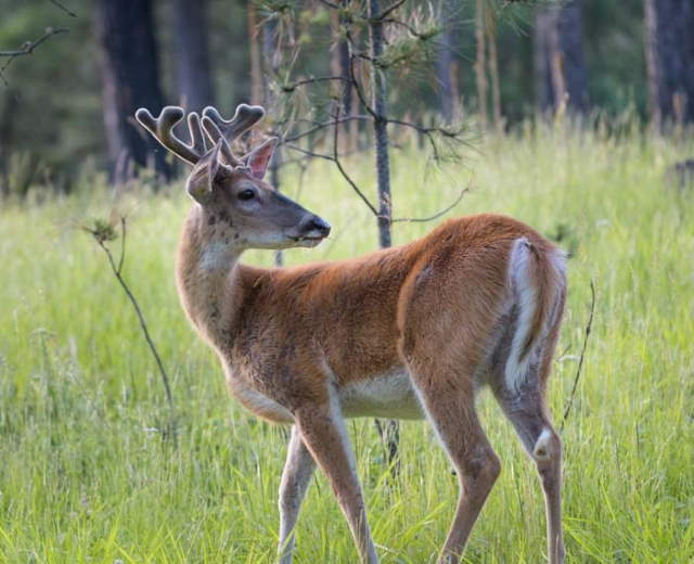 Shangrala's Wildlife In Abundance