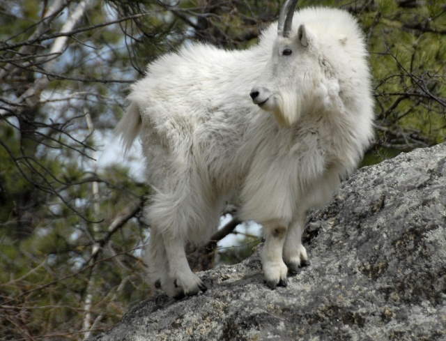 Shangrala's Wildlife In Abundance