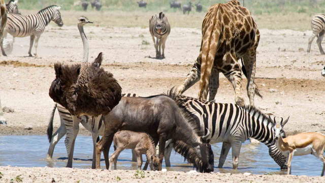 Shangrala's Wildlife In Abundance