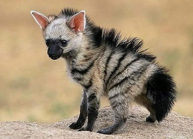 Shangrala's Adorable Aardwolves