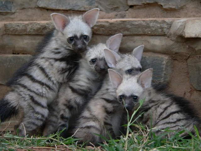 Shangrala's Adorable Aardwolves