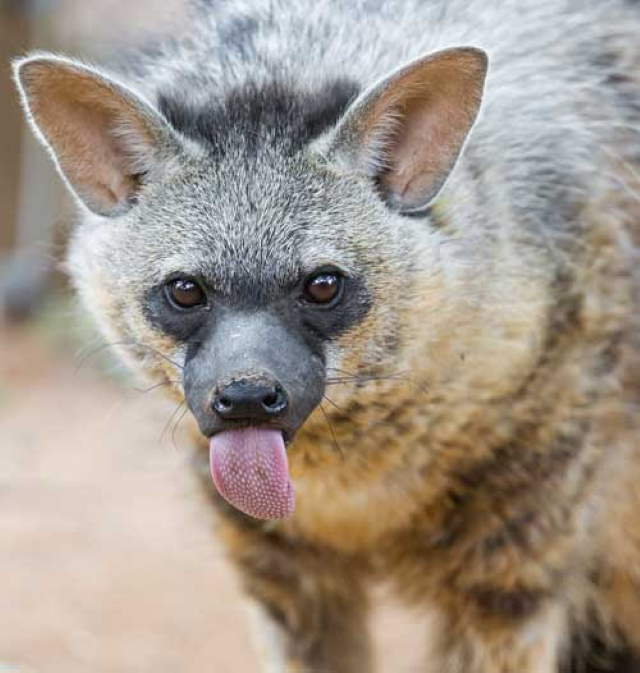 Shangrala's Adorable Aardwolves