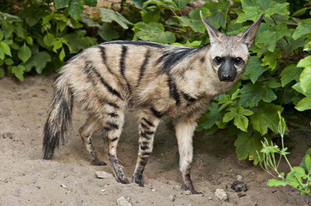 Shangrala's Adorable Aardwolves