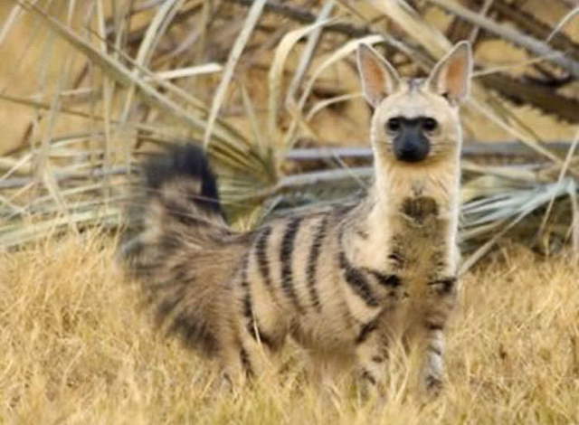 Shangrala's Adorable Aardwolves