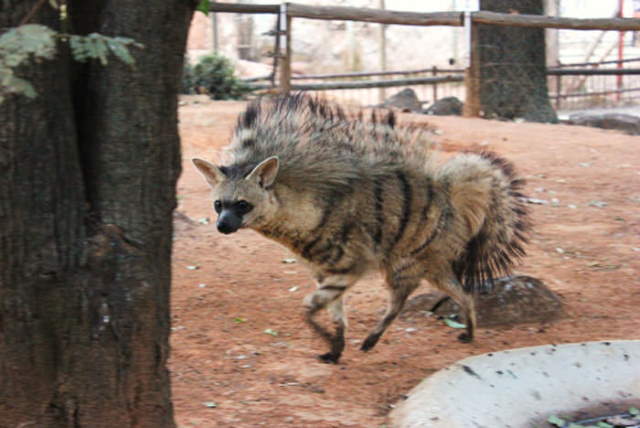 Shangrala's Adorable Aardwolves