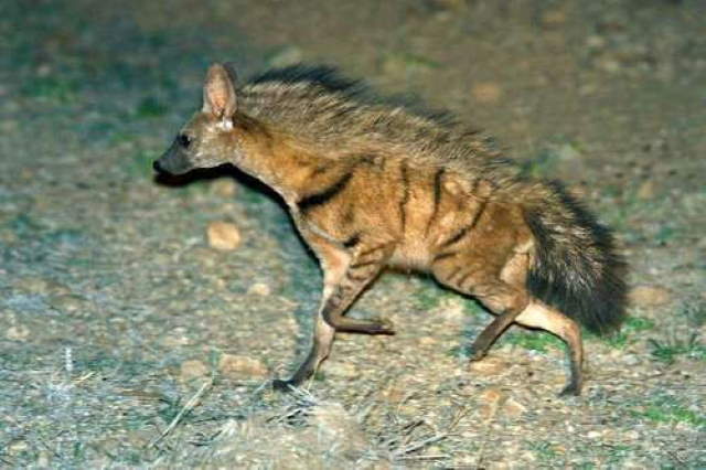 Shangrala's Adorable Aardwolves