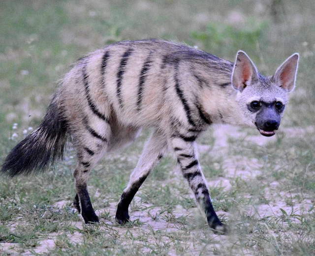 Shangrala's Adorable Aardwolves